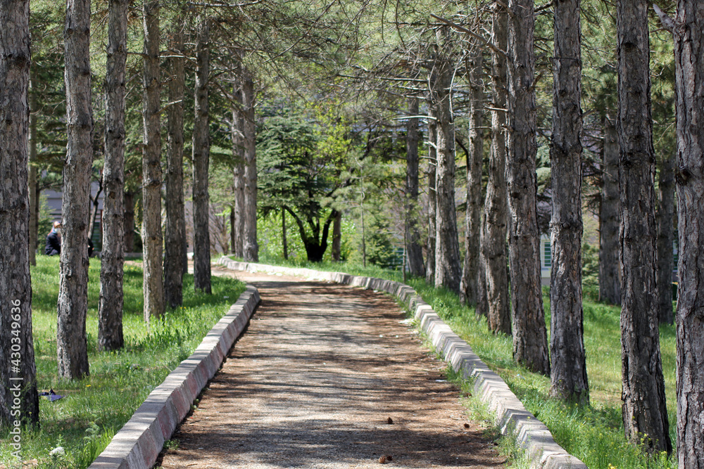 Obraz premium With the arrival of spring, the gardens in Kırşehir become colorful