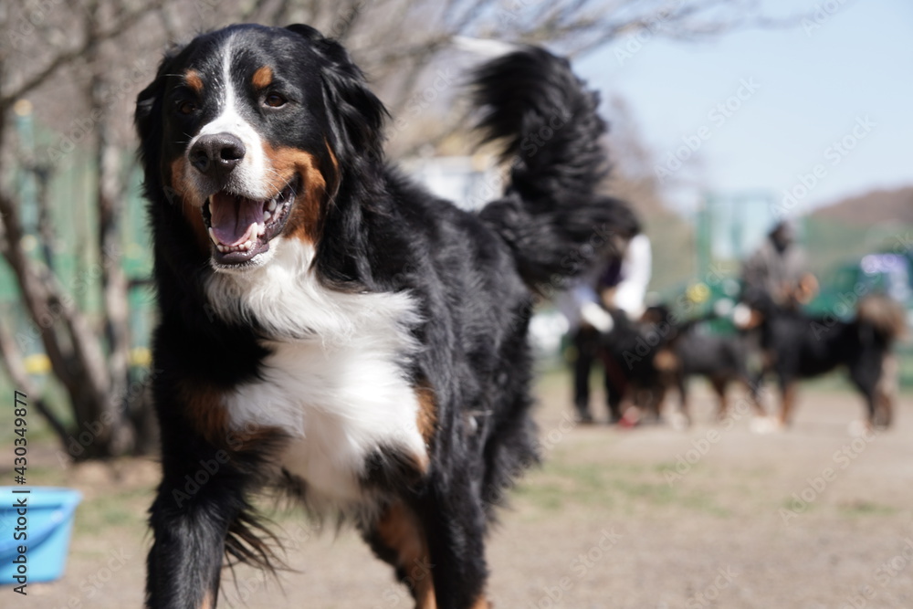 border collie dog