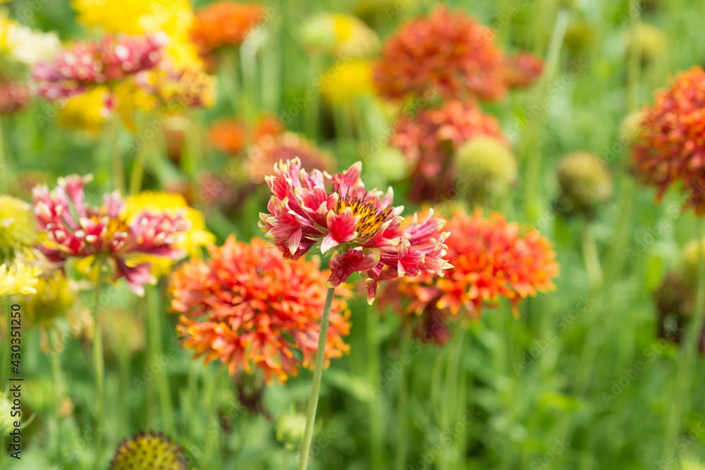 Gaillardia pulchella flowers in the garden Gaillardia pulchella flowers in the garden