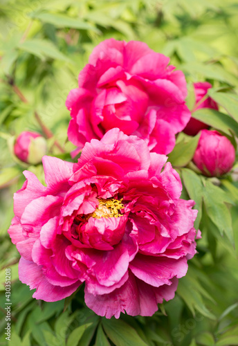 Paeonia suffruticosa peony flower closeup blooms in the garden