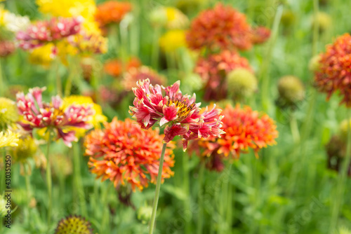Gaillardia pulchella flowers in the garden