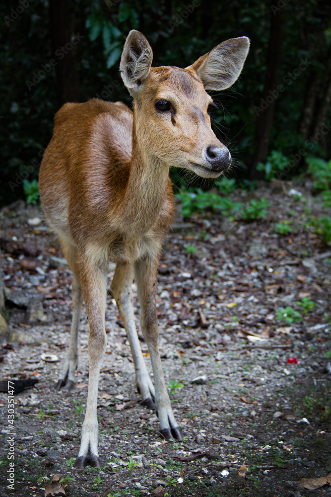 Wild deer roaming at the forest at Handeleum Island, Banten, Indonesia Wild deer roaming at the forest at Handeleum Island, Banten, Indonesia