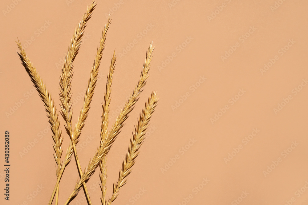 Dry ripe ears on a beige background. Top view, space for text.