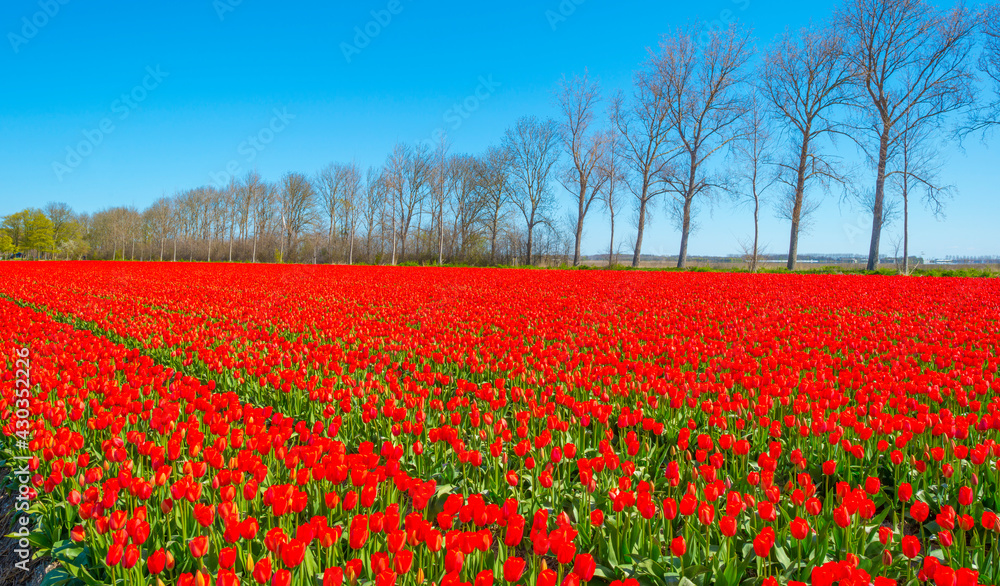 Colorful tulips in an agricultural field in blue sunlight in spring, Noordoostpolder, Flevoland, The Netherlands, April 26, 2021
Colorful tulips in an agricultural field in blue sunlight in spring, Noordoostpolder, Flevoland, The Netherlands, April 26, 2021