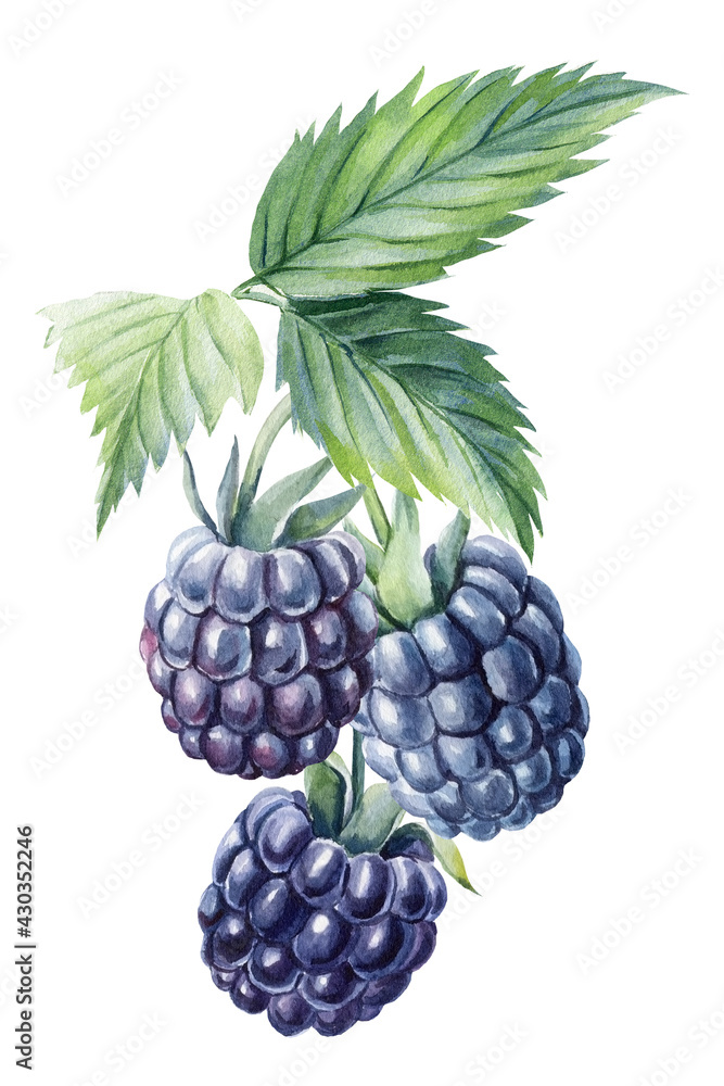 Obraz premium Blackberries, isolated white background. Watercolor botanical illustration, Floral design elements