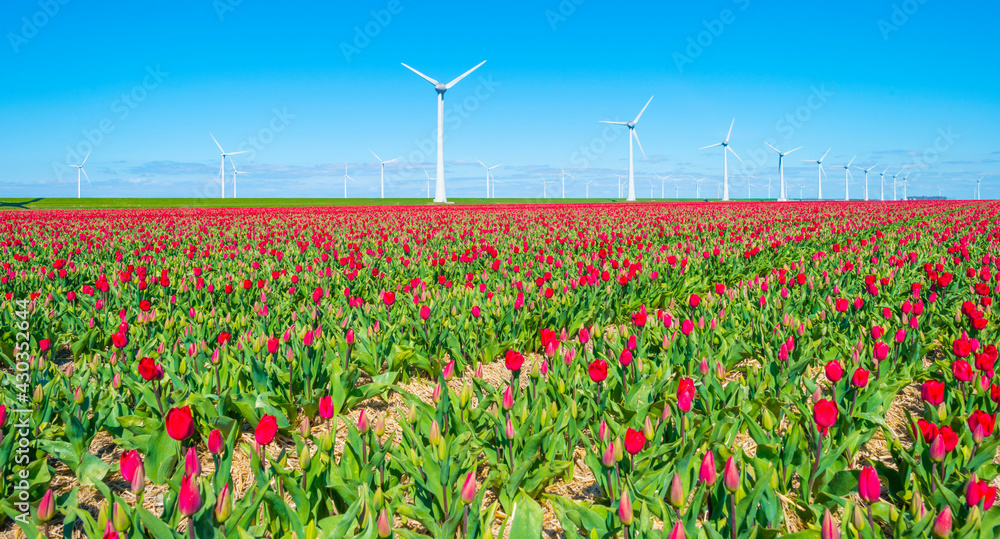 Colorful tulips and wind turbines in an agricultural field in blue sunlight in spring, Noordoostpolder, Flevoland, The Netherlands, April 26, 2021