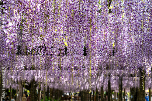 薄紫の藤の花