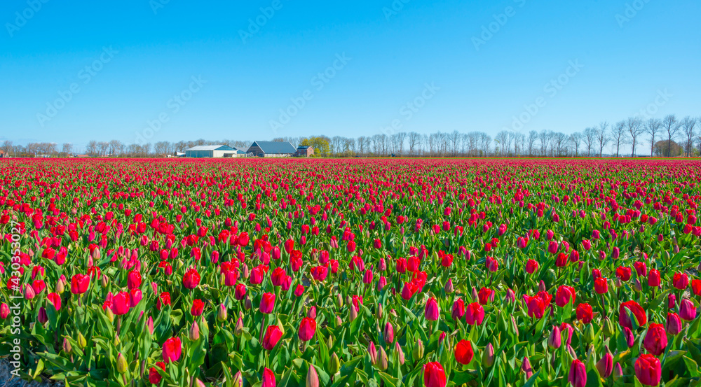 Colorful tulips in an agricultural field in blue sunlight in spring, Noordoostpolder, Flevoland, The Netherlands, April 26, 2021

