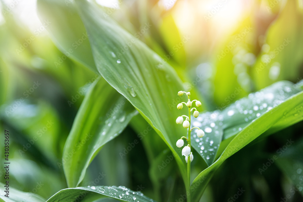 Close-up detail macro view of growing Lily of the valley flower. Convallaria majalis wild plant in garden or forest. Delicate small bell blossom beauty against fresh green leaves background sunny day Close-up detail macro view of growing Lily of the valley flower. Convallaria majalis wild plant in garden or forest. Delicate small bell blossom beauty against fresh green leaves background sunny day