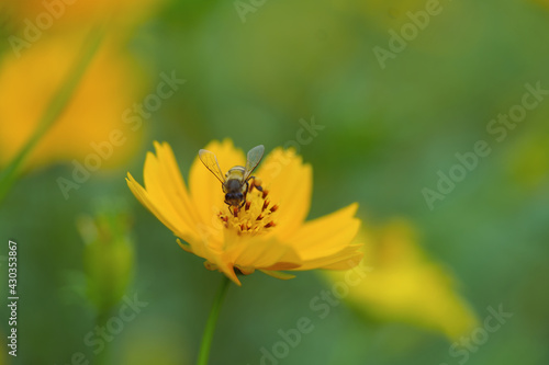Flying bees feed and pollination of chamomile flowers in the flora garden select focus.
