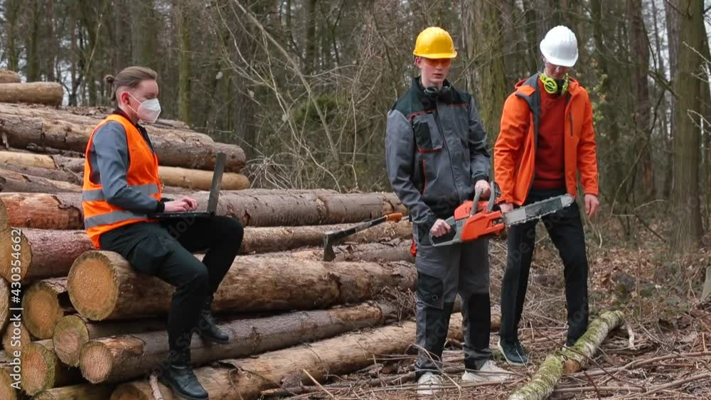Carrying out work on logging. An assistant cuts a tree trunk with a saw, a worker makes records in a laptop. Manager posing, successful completion of work, Carrying out work on logging. An assistant cuts a tree trunk with a saw, a worker makes records in a laptop. Manager posing, successful completion of work,