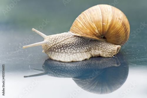 Garden snail crawling on a green background