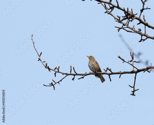 Songthrush sits and sings on a tree branch against a blue sky