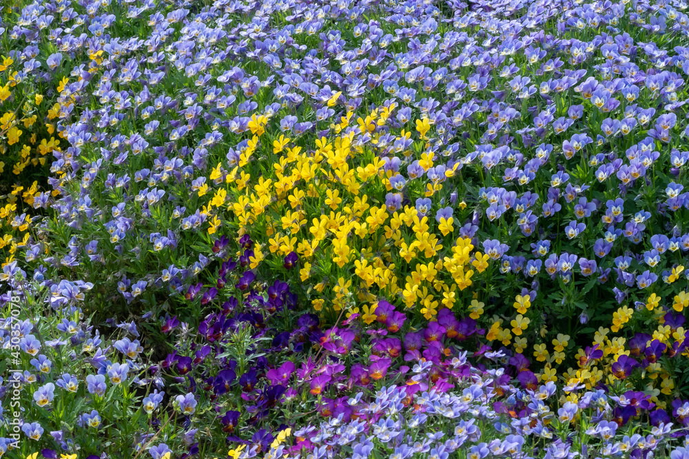 Obraz premium 種種の花々