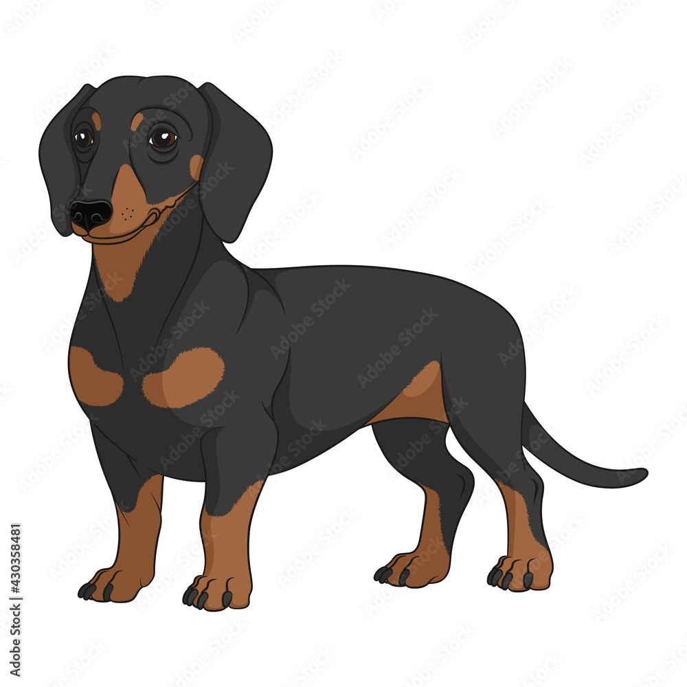 Color illustration with black and tan dachshund dog. Isolated vector object on white background.