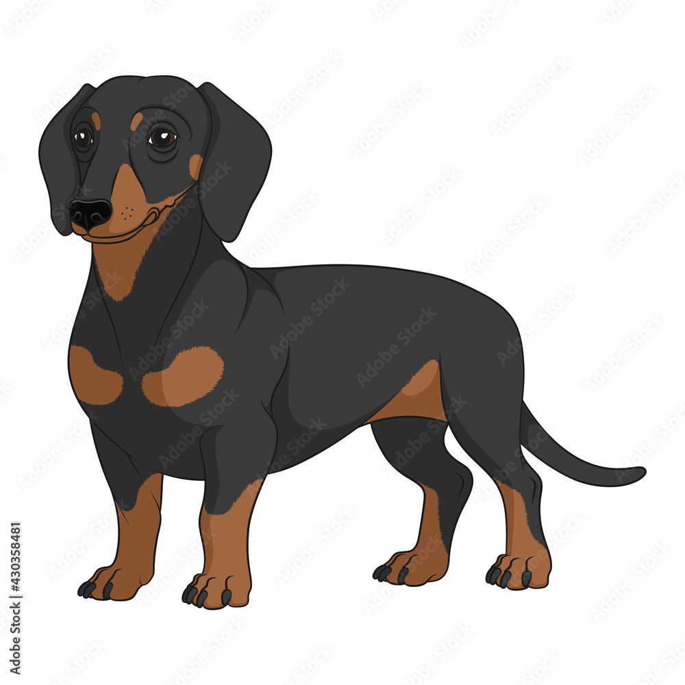 Color illustration with black and tan dachshund dog. Isolated vector object on white background. Color illustration with black and tan dachshund dog. Isolated vector object on white background.