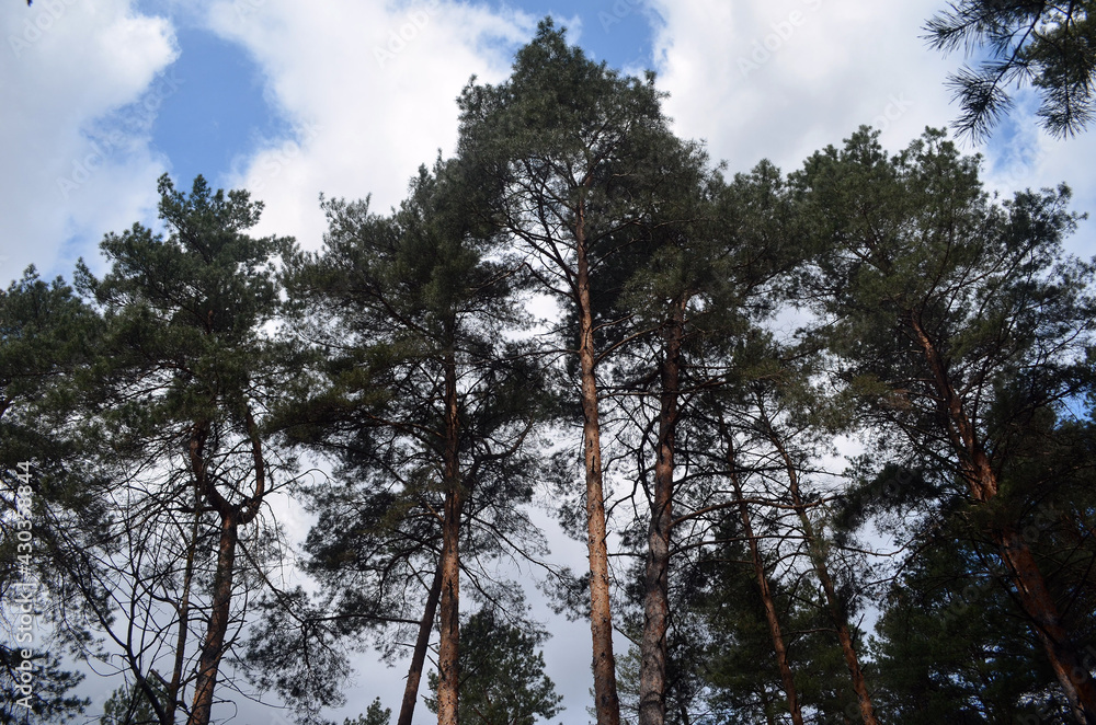 Obraz premium Forest near Kiev at spring