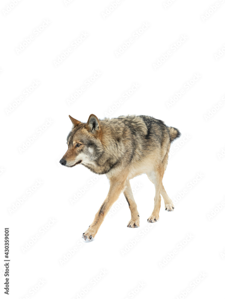 Obraz premium walking gray wolf on snow isolated on white background