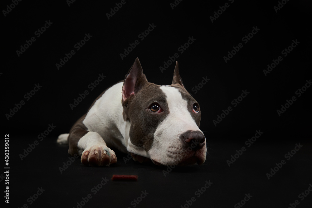 American staffordshire terrier. The American Staffordshire Terrier is sad.