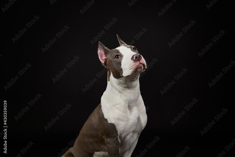 Portrait of a dog. American Staffordshire Terrier looking up. 