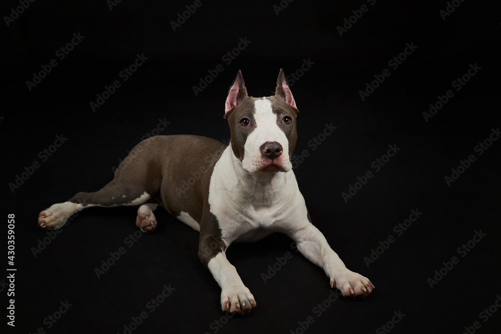 Portrait of a dog. American Staffordshire Terrier. The dog lies on its stomach.