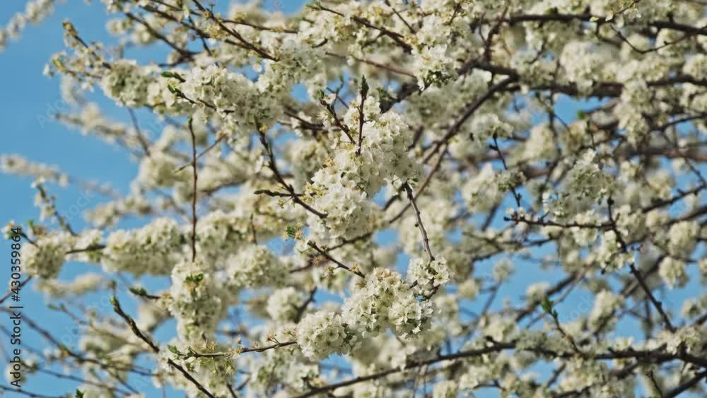 Blossoming plum tree flowers on a sunny spring day, 4k Blossoming plum tree flowers on a sunny spring day, 4k