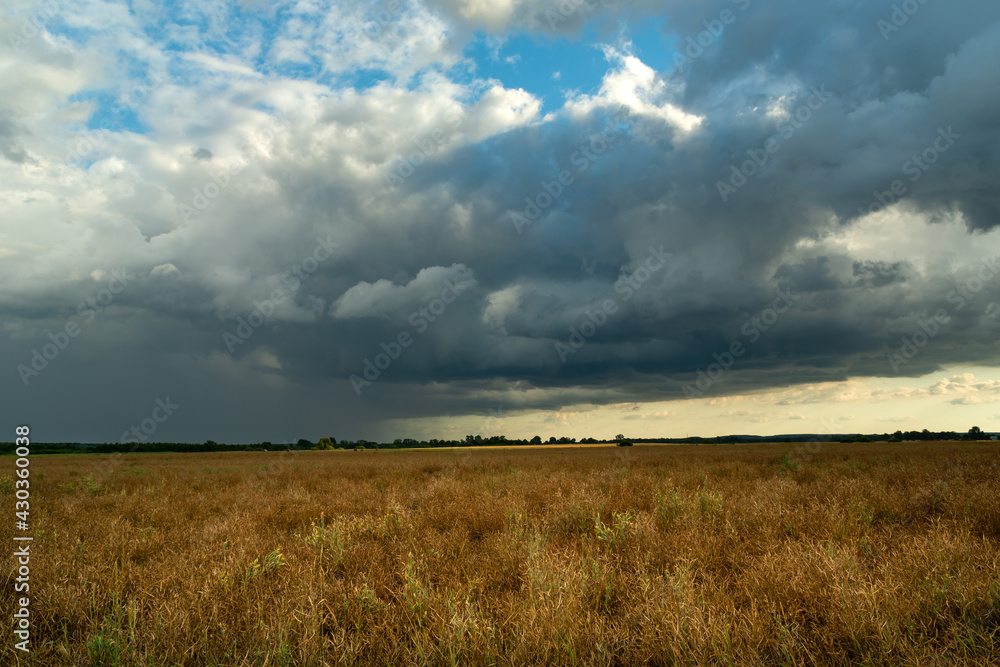 Rain cloud over a field of ripe rapeseed, Czulczyce, Poland