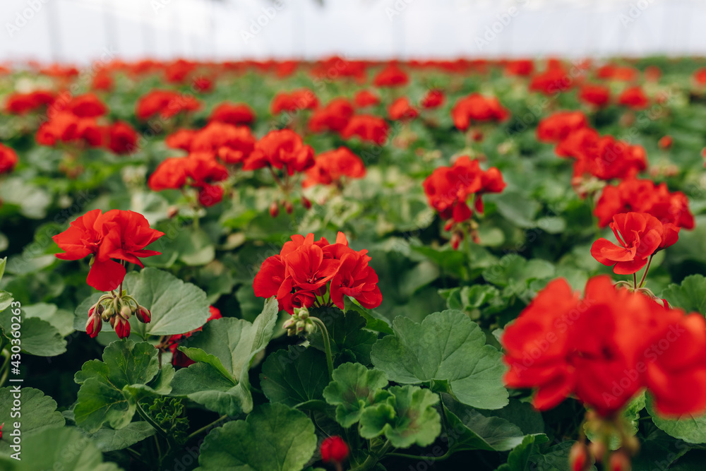 Flowers at the green house. Blooming red flowers. Houseplants in the orangery. Flowers at the green house. Blooming red flowers. Houseplants in the orangery.