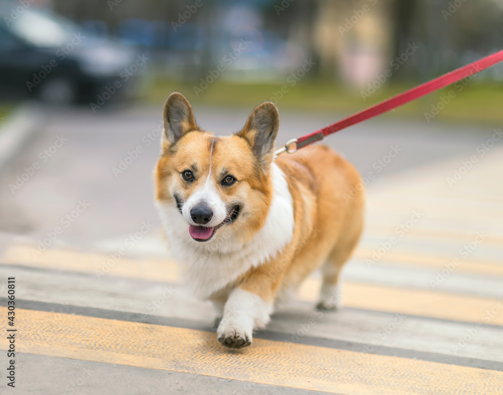 Fototapeta premium funny dog puppy corgi on a strapped leash safely crosses the road on a pedestrian on a city street