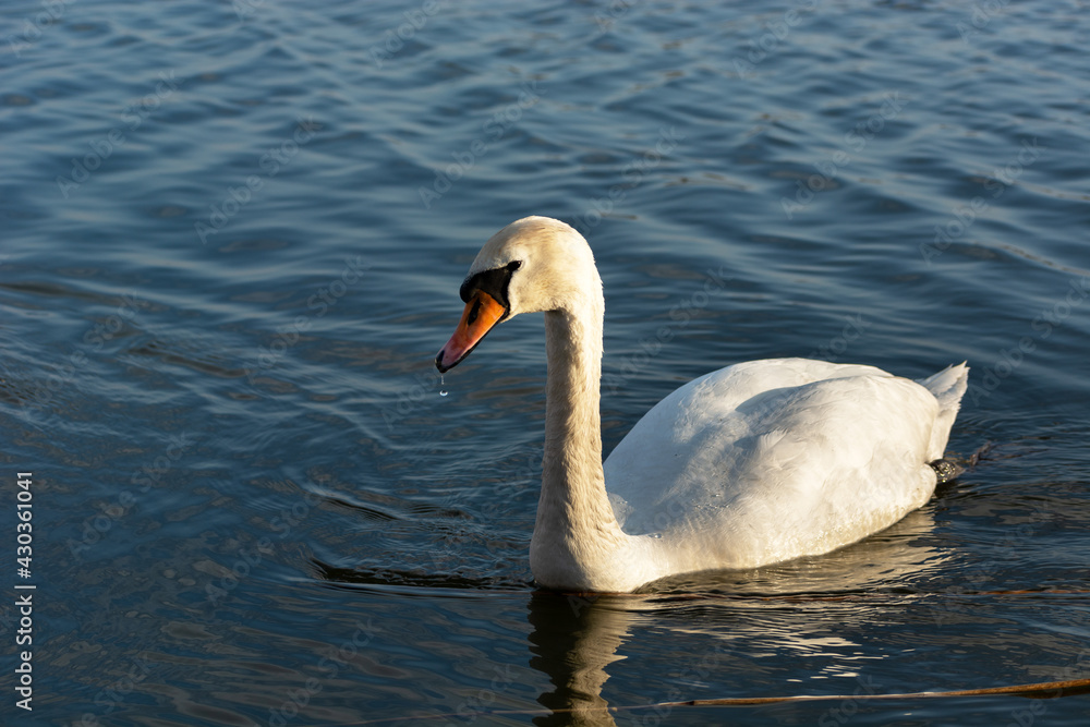 Mute swan in the water, a drop of water under its beak Mute swan in the water, a drop of water under its beak