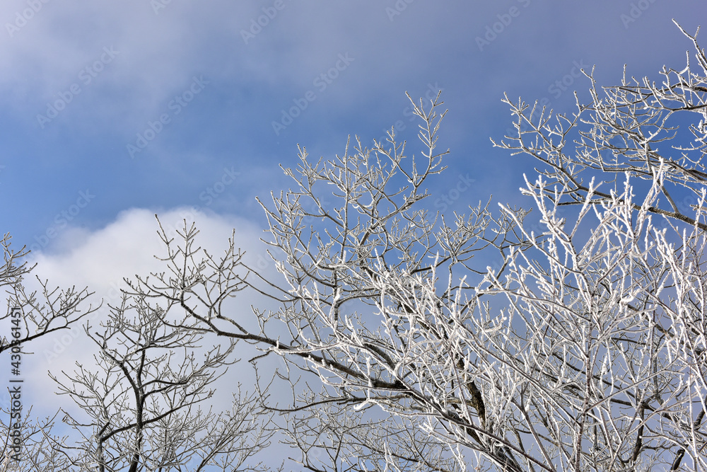 Winter snow-covered landscape of Taegisan Mountain, South Korea