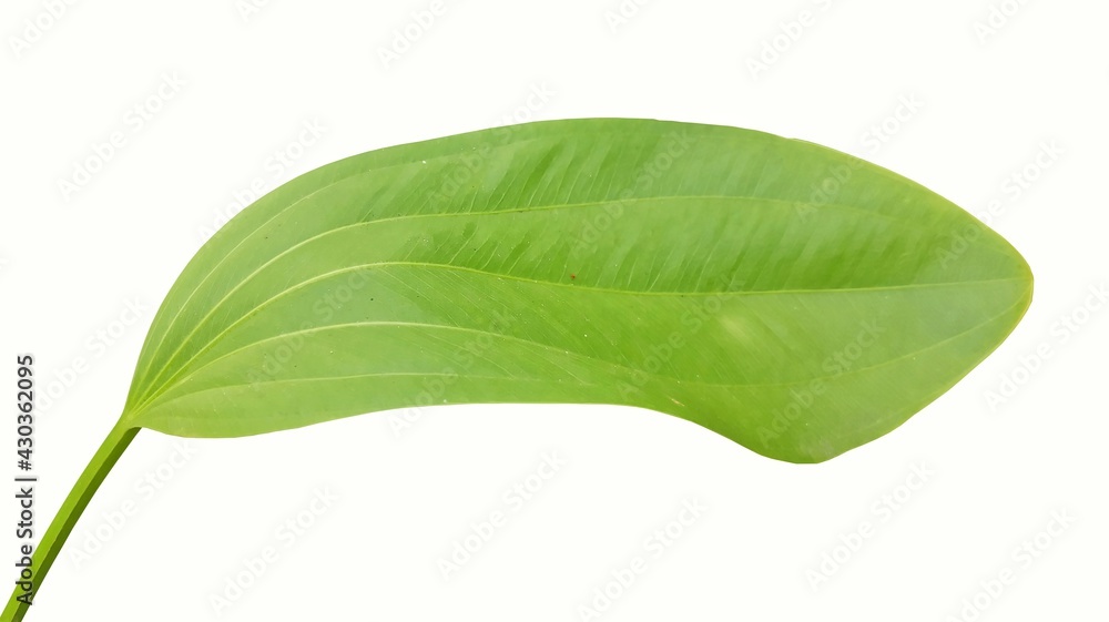 Fototapeta premium green leaf isolated on white