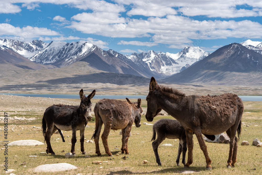 Fototapeta premium Donkey in Tajikistan