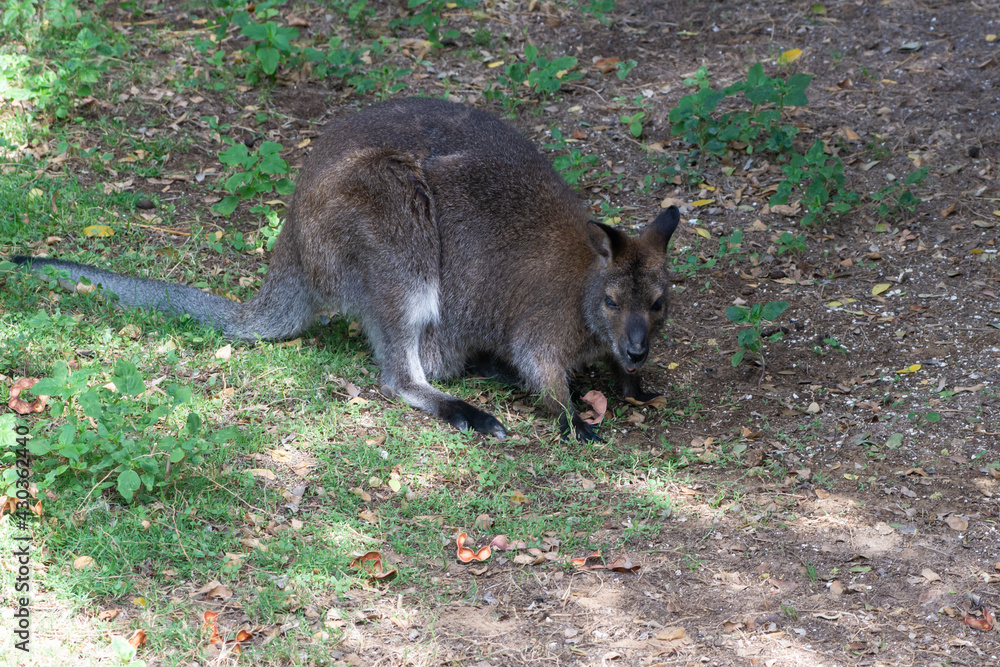 Red-necked wallaby (macropus rufogriseus) eating in the grass. Australian marsupial. Red-necked wallaby (macropus rufogriseus) eating in the grass. Australian marsupial.