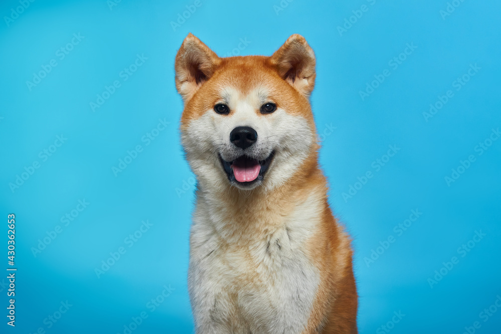 Akita inu. The dog smiles. Portrait of a dog.