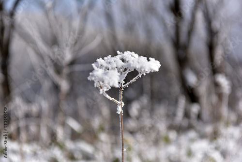 Winter snow-covered landscape of Taegisan Mountain, South Korea