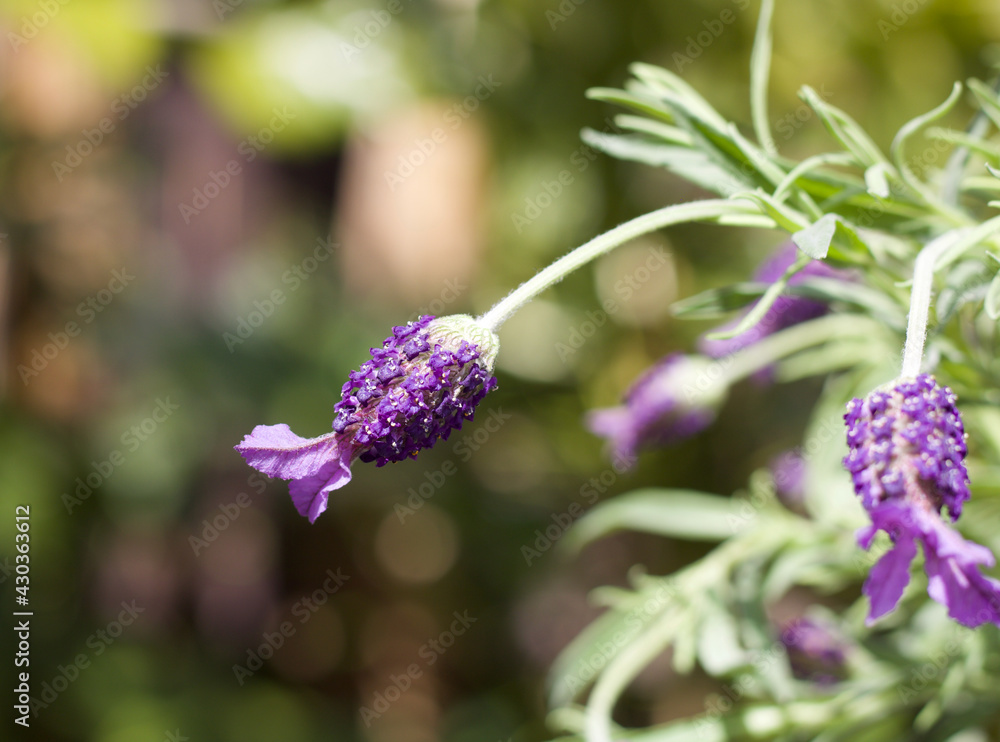 Beautiful image of butterfly or papillon lavender against soft background Beautiful image of butterfly or papillon lavender against soft background