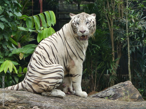 Fototapeta Naklejka Na Ścianę i Meble -  white bengal tiger