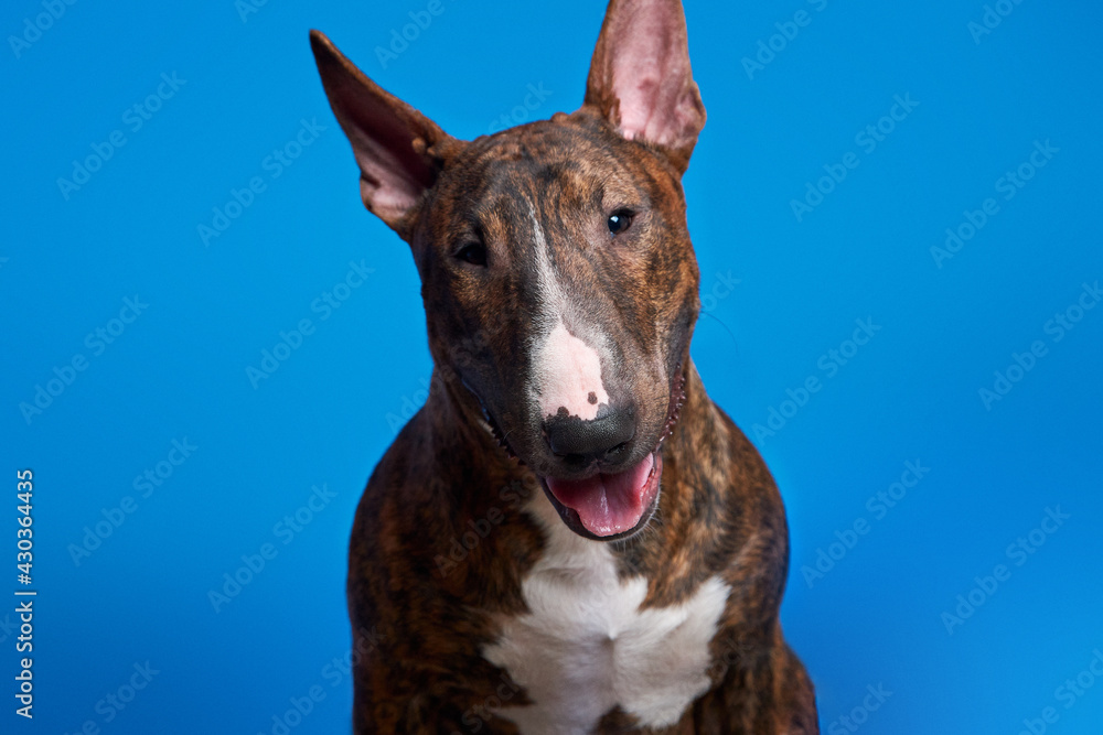 Portrait of a dog. Bull Terrier. The dog smiles.
