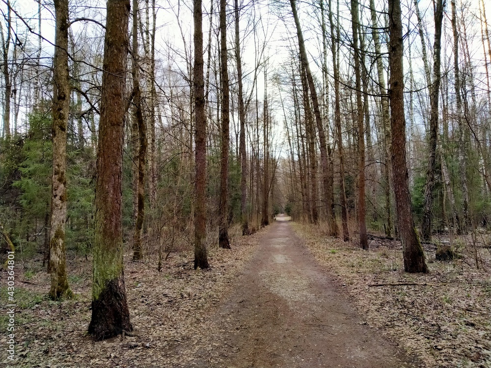 Obraz premium Forest road (photo number 2). Elk Island, Moscow. 25.04.2021 