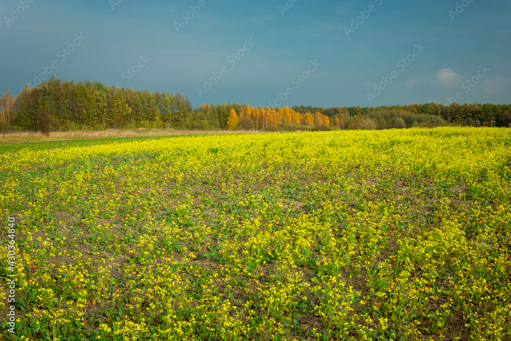 Big yellow rape field and autumn forest, Zarzecze, Poland