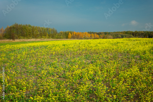 Big yellow rape field and autumn forest, Zarzecze, Poland © darekb22