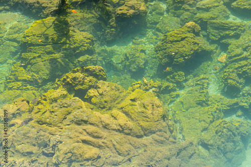 Marine reserve canal, emerald crystal clear lake water surface in National Park with forest trees resource environment, Tha Pom Klong Song Nam, Krabi. Nature landscape. Travel. Underwater in river. photo