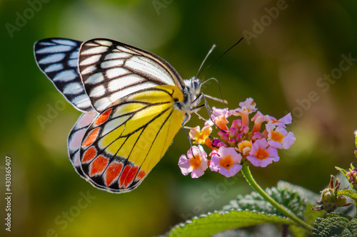 jezebal butterfly on flower