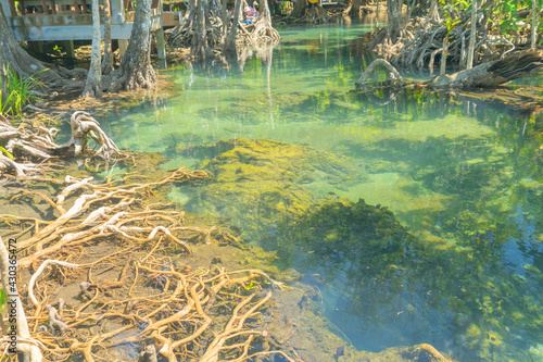 Marine reserve canal, emerald crystal clear lake water surface in National Park with forest trees resource environment, Tha Pom Klong Song Nam, Krabi. Nature landscape. Travel. Underwater in river. photo