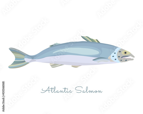 Single Salmon in flat style isolated on white