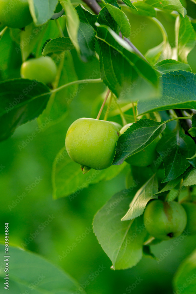 Green apples on the branch of an apple tree in the summer garden
