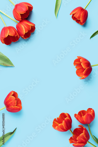 Mother's day background concept. Top view design of holiday greeting red tulip flower bouquet on bright blue table