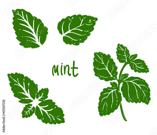 Hand drawn sketch green mint leaf, plant. Vector illustration. Elements in graphic style label, card, sticker, menu, package.