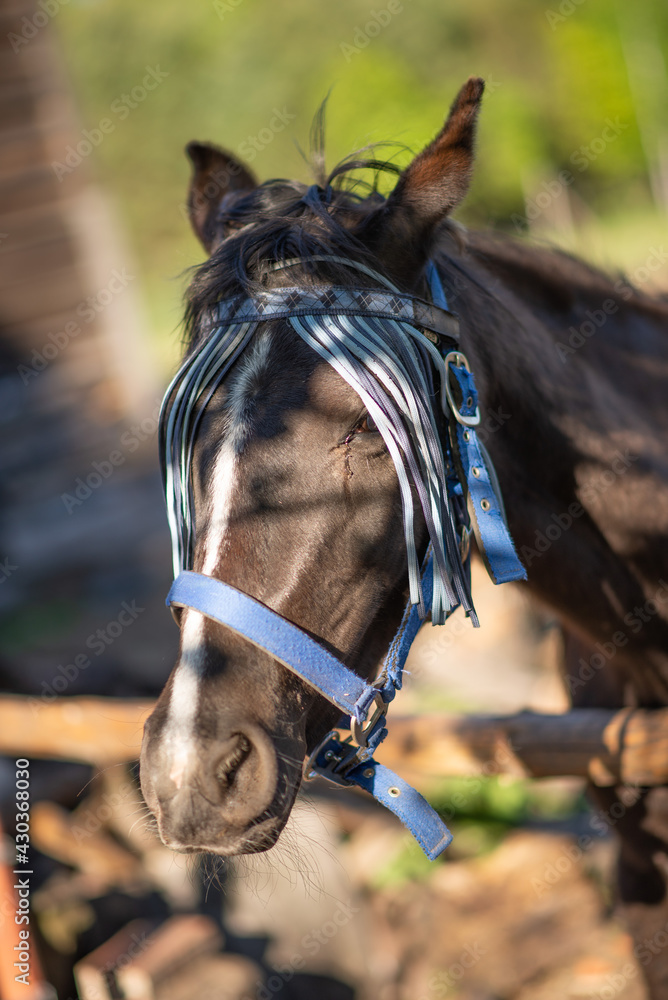 Obraz premium portrait of a horse